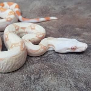 Meet your Posher, Jim